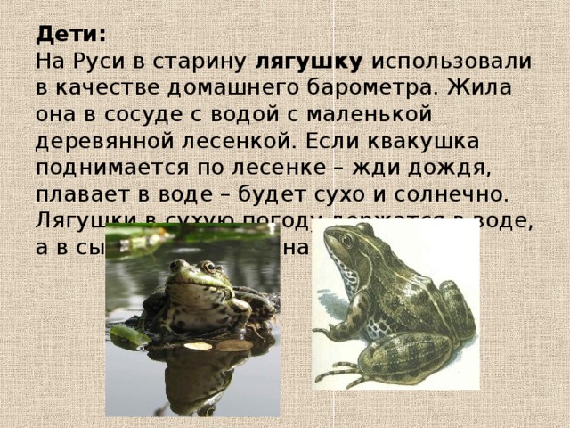 Дети:  На Руси в старину лягушку использовали в качестве домашнего барометра. Жила она в сосуде с водой с маленькой деревянной лесенкой. Если квакушка поднимается по лесенке – жди дождя, плавает в воде – будет сухо и солнечно. Лягушки в сухую погоду держатся в воде, а в сырую – выходят на сушу.   