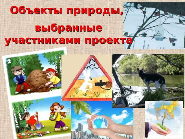 Объекты природы, выбранные участниками проекта  