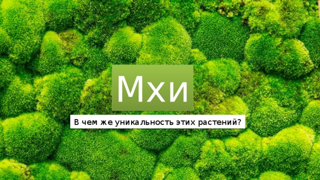 Мхи В чем же уникальность этих растений? 