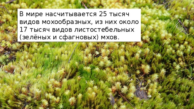 В мире насчитывается 25 тысяч видов мохообразных, из них около 17 тысяч видов листостебельных (зелёных и сфагновых) мхов. 