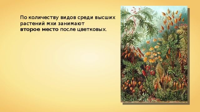 По количеству видов среди высших растений мхи занимают второе место после цветковых. 