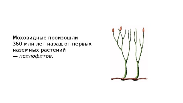 Моховидные произошли 360 млн лет назад от первых наземных растений —  псилофитов. 