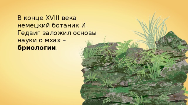 В конце XVIII века немецкий ботаник И. Гедвиг заложил основы науки о мхах – бриологии . 