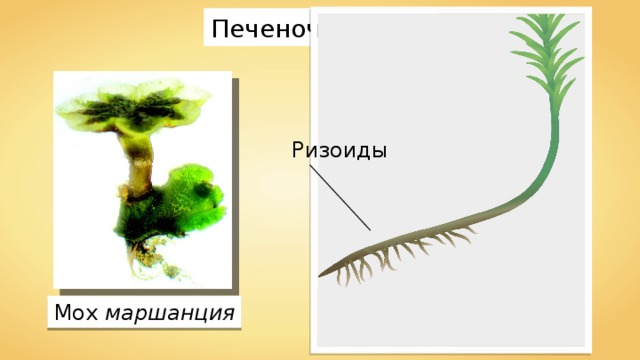 Печеночные мхи Ризоиды Мох  маршанция 