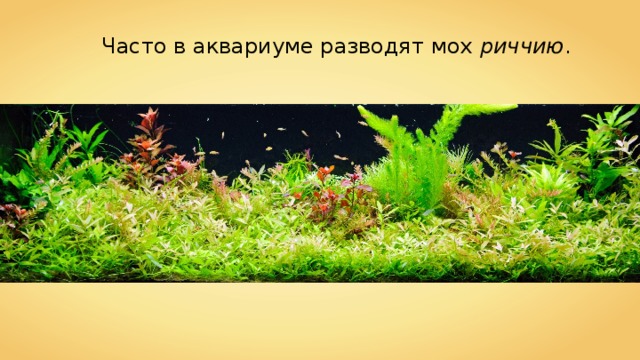 Часто в аквариуме разводят мох  риччию . 