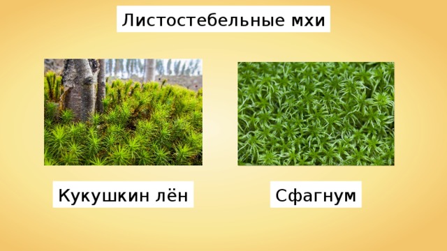 Листостебельные мхи Кукушкин лён Сфагнум 