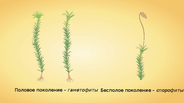 Половое поколение –  гаметофиты Бесполое поколение –  спорофиты 