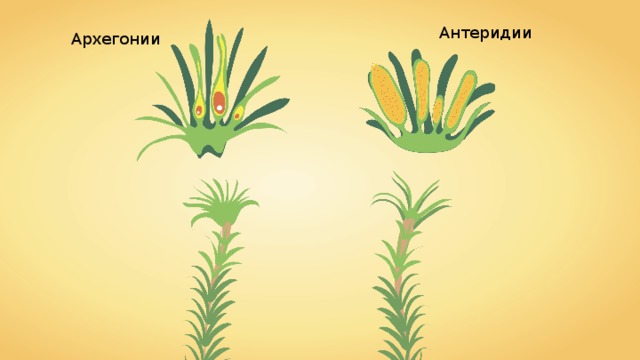 Антеридии Архегонии 
