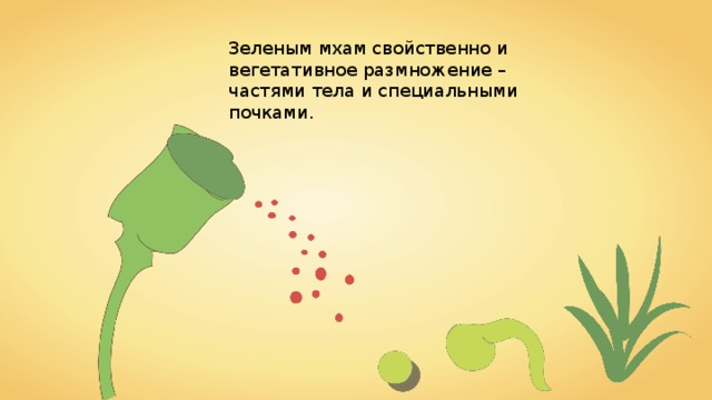 Зеленым мхам свойственно и вегетативное размножение – частями тела и специальными почками. 18 