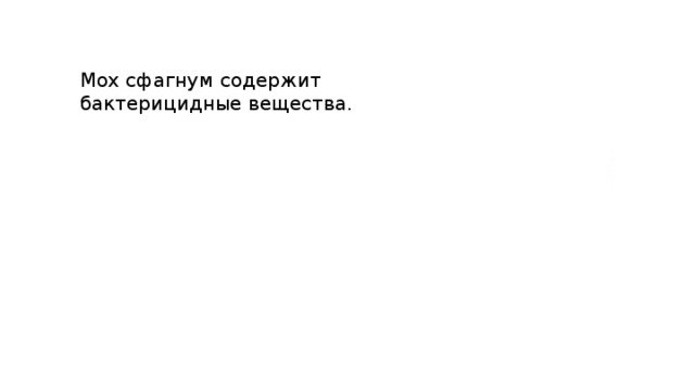 Мох сфагнум содержит бактерицидные вещества. 