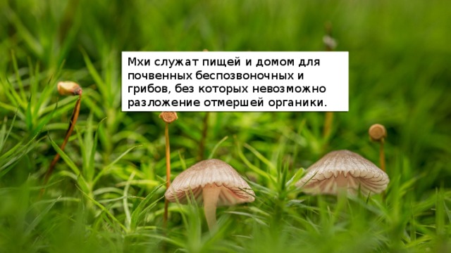 Мхи служат пищей и домом для почвенных беспозвоночных и грибов, без которых невозможно разложение отмершей органики. 