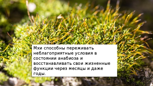 Мхи способны переживать неблагоприятные условия в состоянии анабиоза и восстанавливать свои жизненные функции через месяцы и даже годы. 