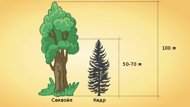 100 м 50-70 м Секвойя Кедр 