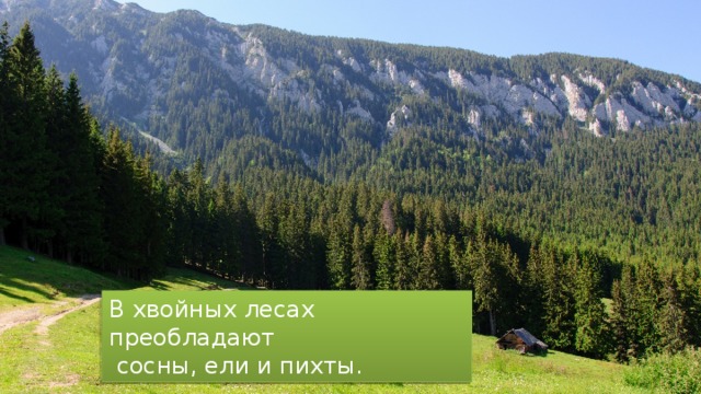 В хвойных лесах преобладают  сосны, ели и пихты. 