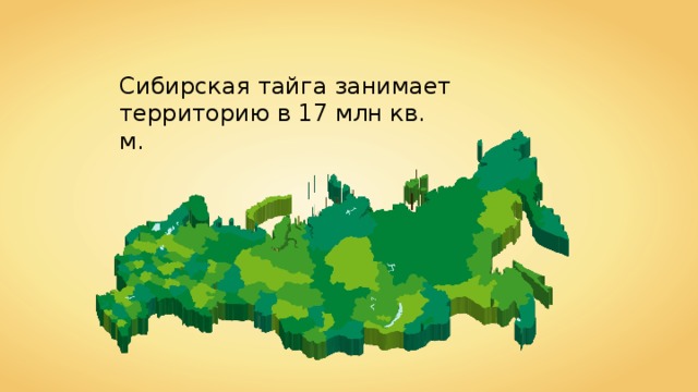 Сибирская тайга занимает территорию в 17 млн кв. м. 