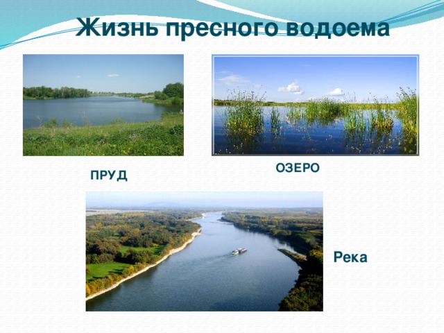 Жизнь пресного водоема ОЗЕРО ПРУД Река 