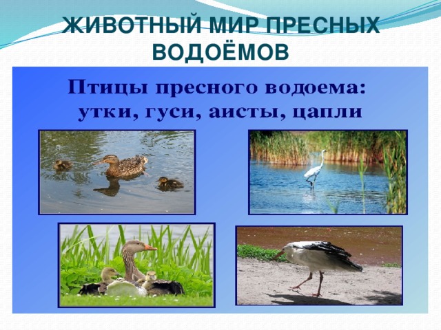 ЖИВОТНЫЙ МИР ПРЕСНЫХ ВОДОЁМОВ 
