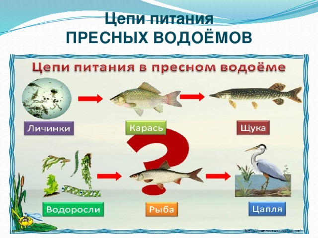 Цепи питания ПРЕСНЫХ ВОДОЁМОВ 
