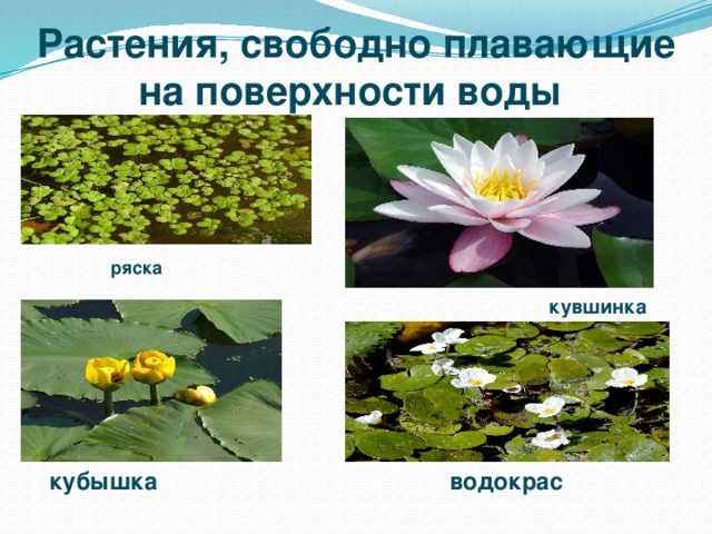 Растения, свободно плавающие на поверхности воды ряска ряска кувшинка кубышка водокрас 
