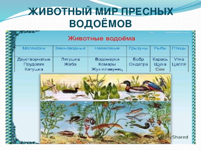 ЖИВОТНЫЙ МИР ПРЕСНЫХ ВОДОЁМОВ 