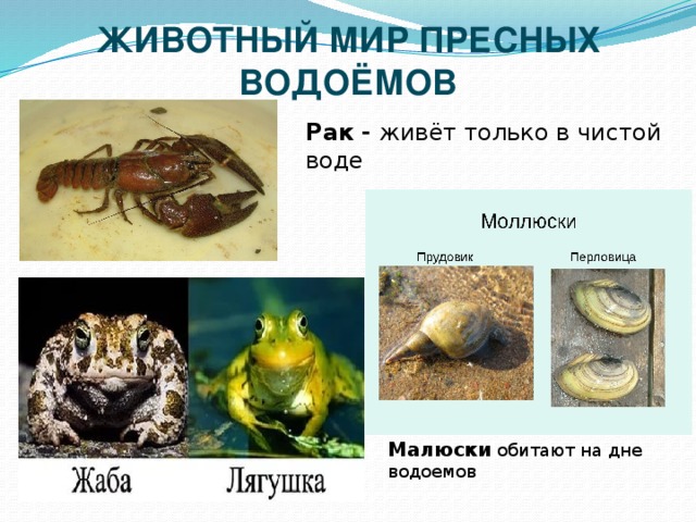 ЖИВОТНЫЙ МИР ПРЕСНЫХ ВОДОЁМОВ Рак - живёт только в чистой воде Малюски обитают на дне водоемов 