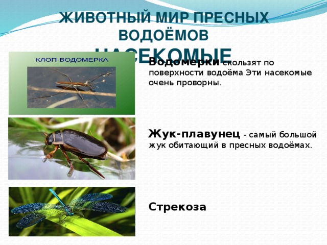 ЖИВОТНЫЙ МИР ПРЕСНЫХ ВОДОЁМОВ НАСЕКОМЫЕ Водомерки скользят по поверхности водоёма Эти насекомые очень проворны. Жук-плавунец - самый большой жук обитающий в пресных водоёмах. Стрекоза 