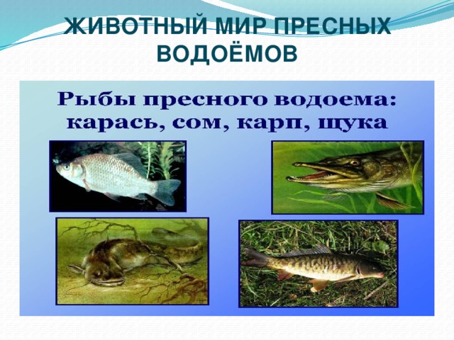 ЖИВОТНЫЙ МИР ПРЕСНЫХ ВОДОЁМОВ 