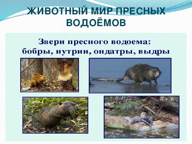 ЖИВОТНЫЙ МИР ПРЕСНЫХ ВОДОЁМОВ 
