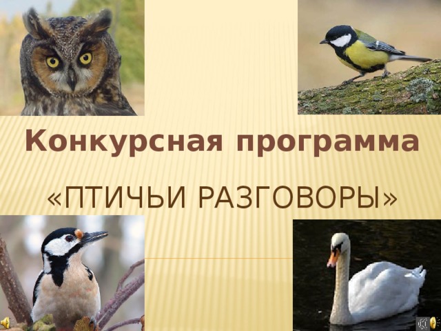 Конкурсная программа «Птичьи разговоры» 
