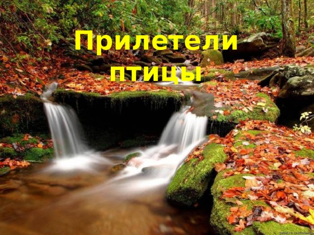 Прилетели птицы 