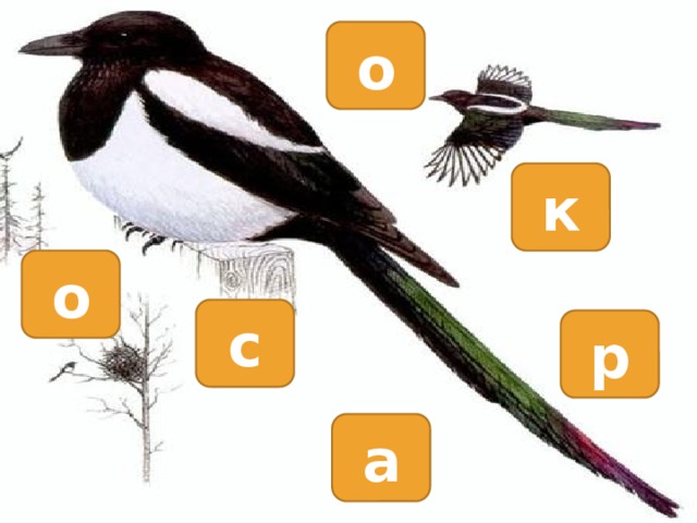 о к о с р а 