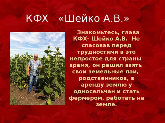  КФХ «Шейко А.В.»  Знакомьтесь, глава КФХ- Шейко А.В. Не спасовав перед трудностями в это непростое для страны время, он решил взять свои земельные паи, родственников, в аренду землю у односельчан и стать фермером, работать на земле. 