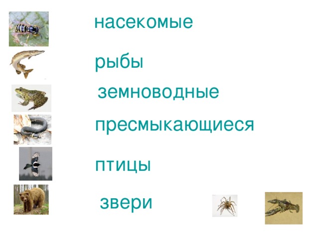 насекомые рыбы земноводные пресмыкающиеся птицы звери 
