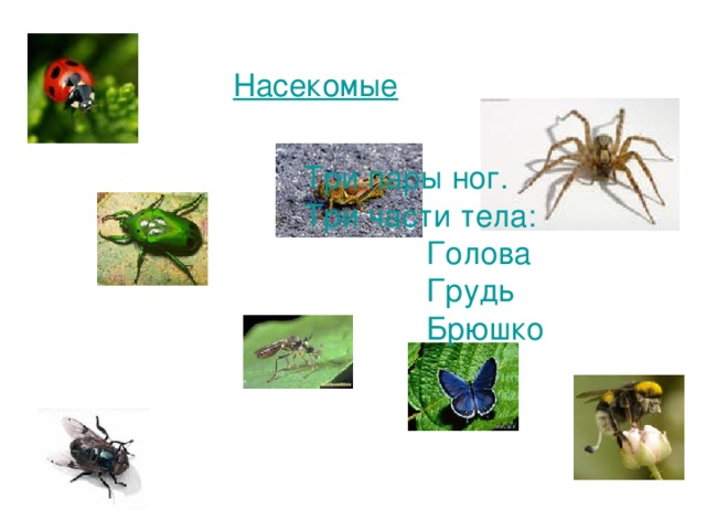 Насекомые Три пары ног. Три части тела:  Голова  Грудь  Брюшко 