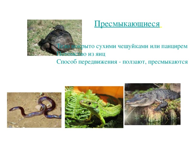Пресмыкающиеся  Тело покрыто сухими чешуйками или панцирем Потомство из яиц Способ передвижения - ползают, пресмыкаются 