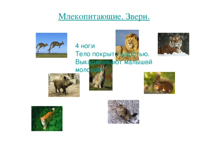 Млекопитающие. Звери. 4 ноги Тело покрыто шерстью. Выкармливают малышей молоком. 