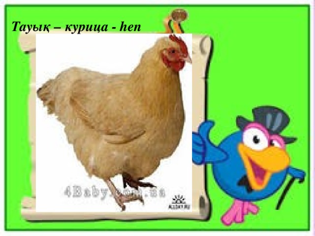 Тауық – курица - hen 