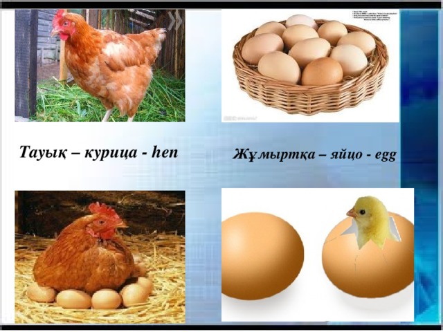 Тауық – курица - hen Жұмыртқа – яйцо - egg 