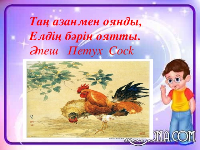Таң азанмен оянды,  Елдің бәрін оятты. Әтеш Петух Сock 