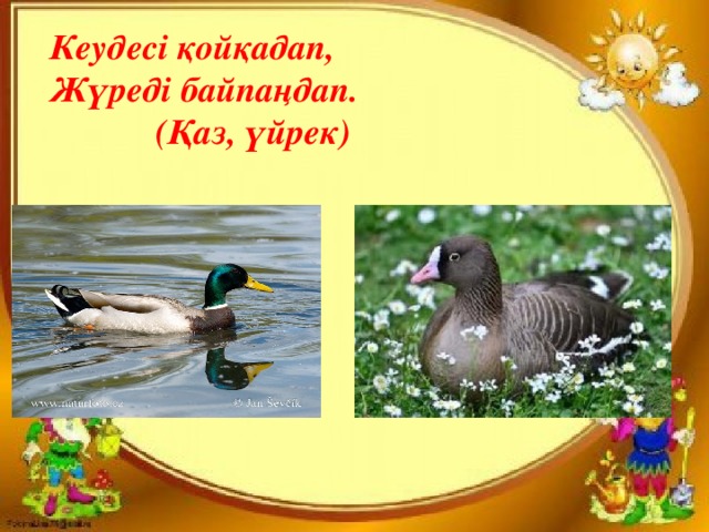 Кеудесі қойқадап, Жүреді байпаңдап.    (Қаз, үйрек) 