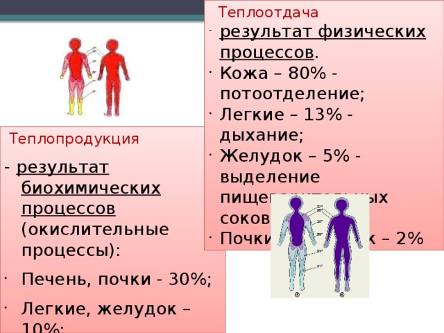  Теплоотдача результат физических процессов . Кожа – 80% - потоотделение; Легкие – 13% - дыхание; Желудок – 5% - выделение пищеварительных соков; Почки, кишечник – 2%  Теплопродукция - результат биохимических процессов (окислительные процессы): Печень, почки - 30%; Легкие, желудок – 10%; Мышцы – 50% 