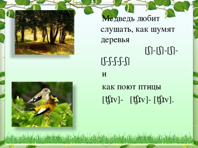  Медведь любит слушать, как шумят деревья [ʃ]-[ʃ]-[ʃ]-[ʃ-ʃ-ʃ-ʃ-ʃ]  и  как поют птицы  [ʧɪv]- [ʧɪv]- [ʧɪv]. 