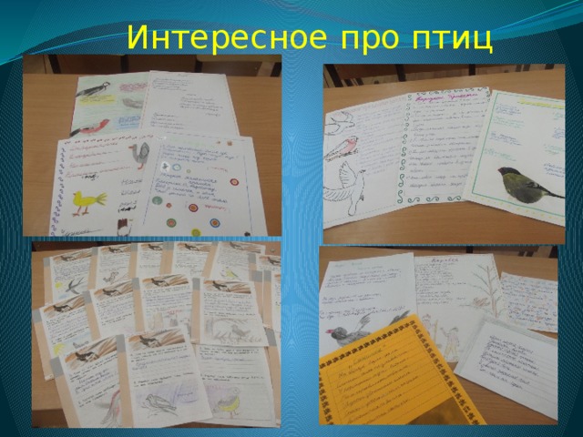 Интересное про птиц Интересное про птиц