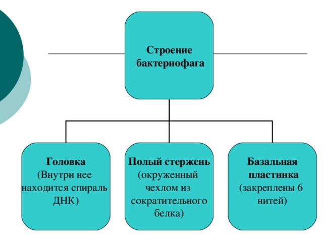 Строение  бактериофага Головка (Внутри нее находится спираль ДНК) Полый стержень (окруженный чехлом из сократительного белка) Базальная  пластинка (закреплены 6 нитей) 