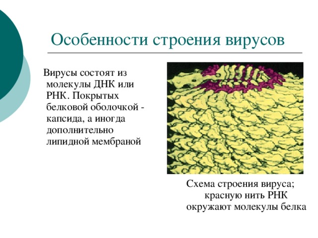 Особенности строения вирусов  Вирусы состоят из молекулы ДНК или РНК. Покрытых белковой оболочкой - капсида, а иногда дополнительно липидной мембраной Схема строения вируса; красную нить РНК окружают молекулы белка 