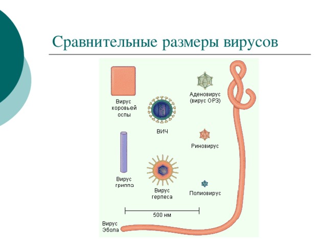 Сравнительные размеры вирусов 