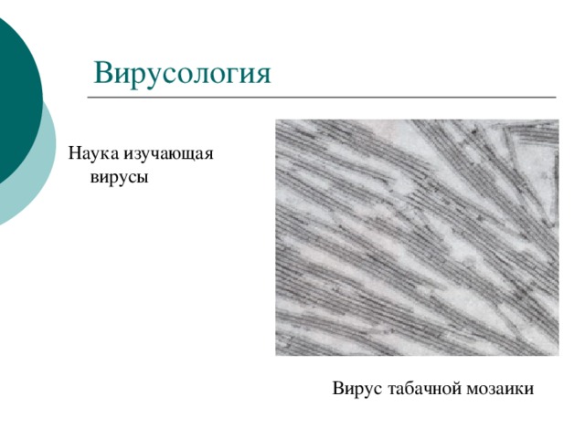 Вирусология Вирус табачной мозаики Наука изучающая вирусы 