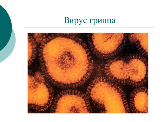 Вирус гриппа 
