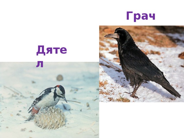 Грач Дятел 