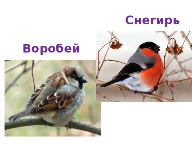 Снегирь Воробей 